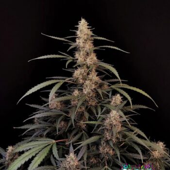 Amnesia Haze Auto