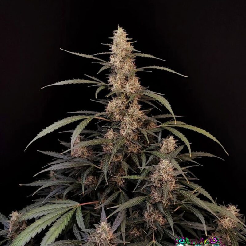 Amnesia Haze Auto