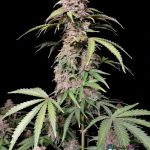 Amnesia Zkittlez Auto