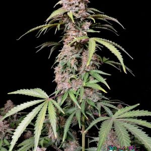 Amnesia Zkittlez Auto