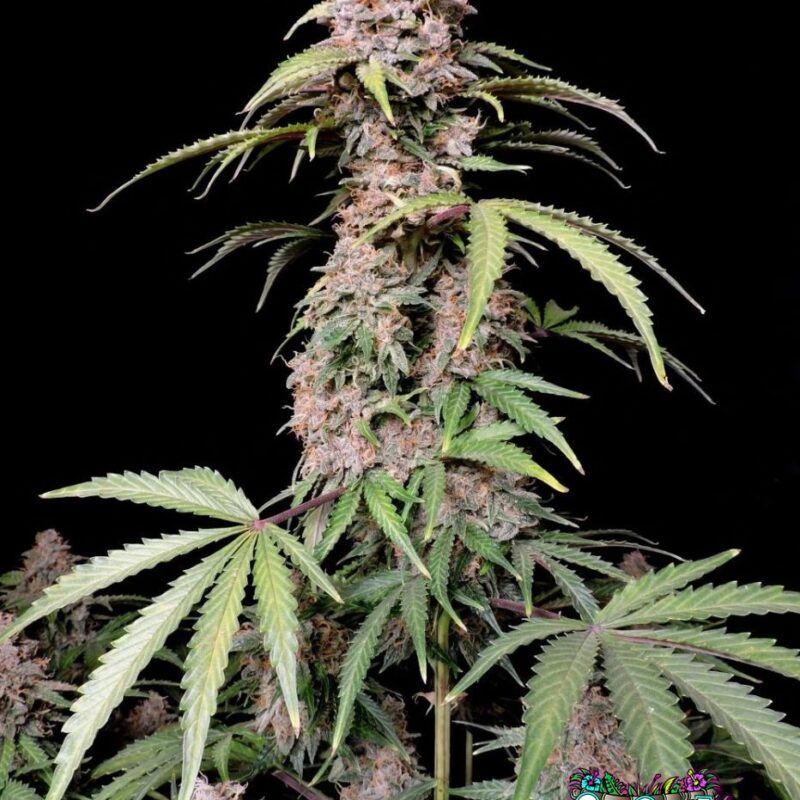 Amnesia Zkittlez Auto