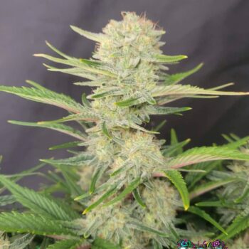 Apricot Auto