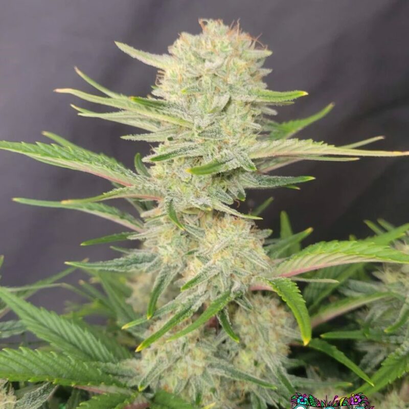 Apricot Auto