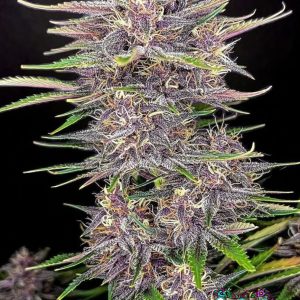 Banana Purple Punch Auto