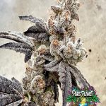 Ben & Gary's Feminized Seeds