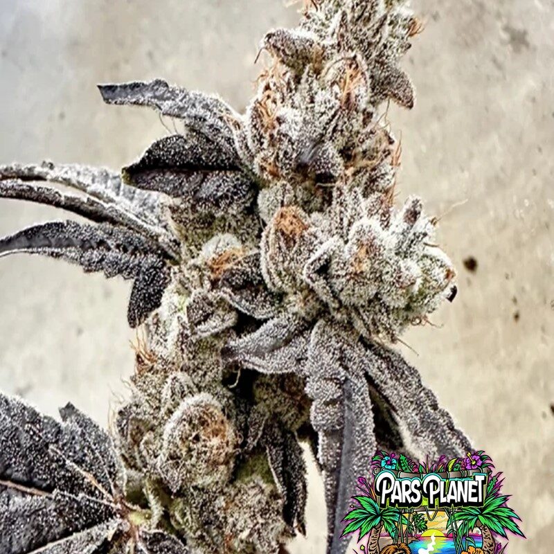 Ben & Gary's Feminized Seeds