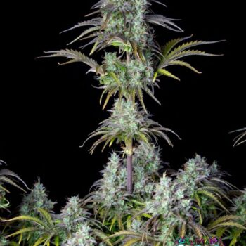 Big Bud Auto