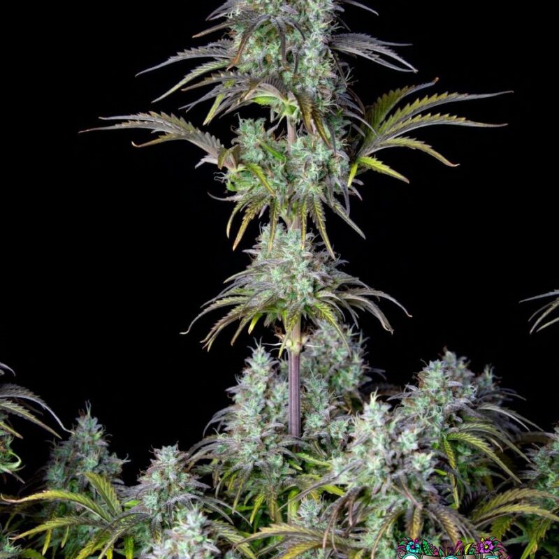 Big Bud Auto