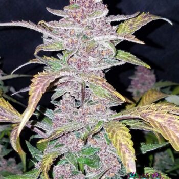 Blackberry Auto