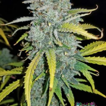 Blue Dream Auto