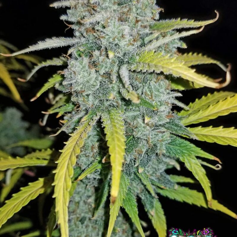 Blue Dream Auto