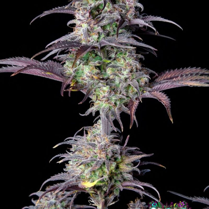 Blueberry Auto