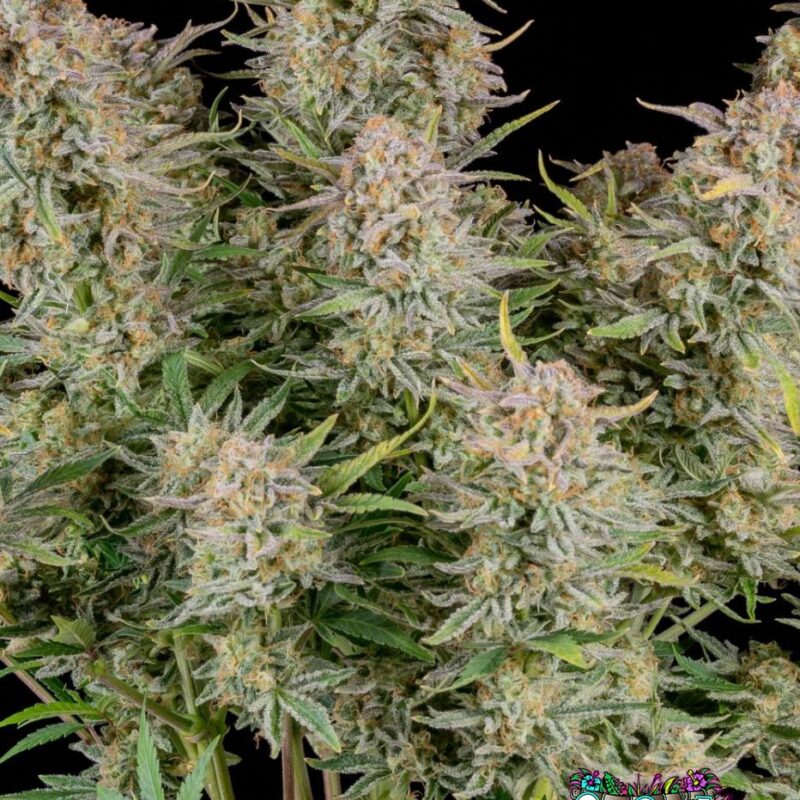Bruce Banner Auto