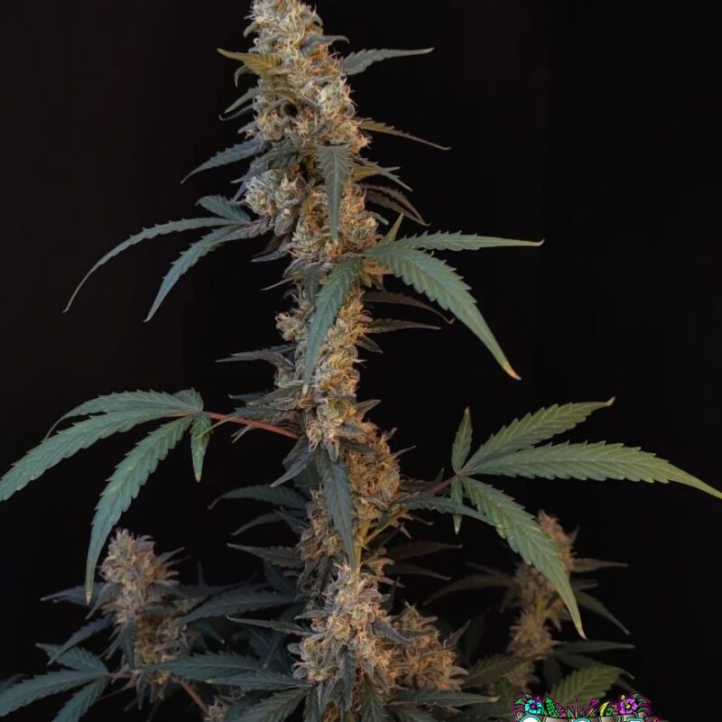 BubbleGum Auto