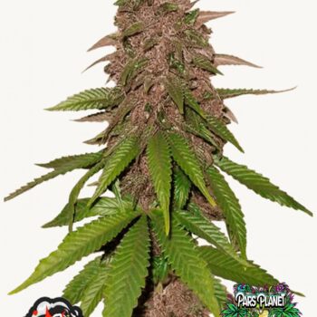 C4 Auto