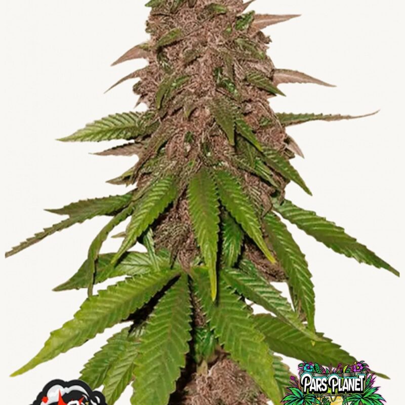 C4 Auto