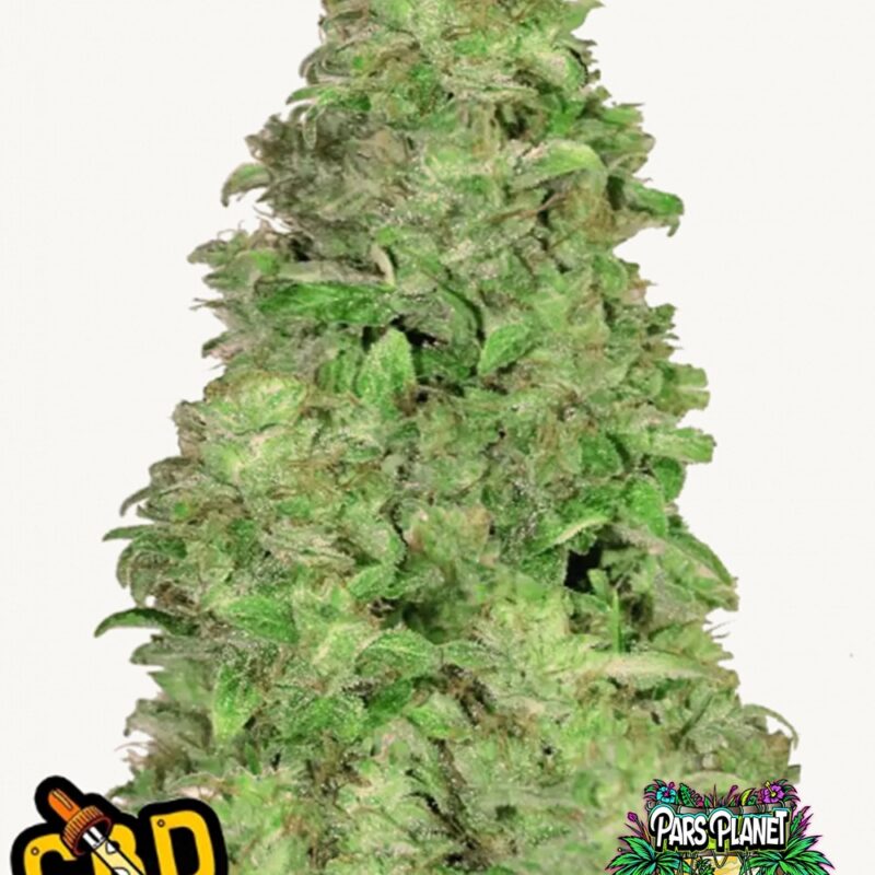 CBD Auto