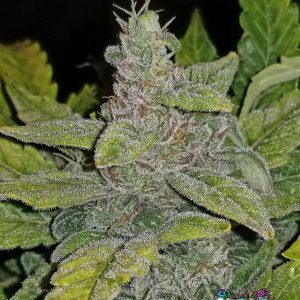 CBD Auto 1:1 (CBD Crack)