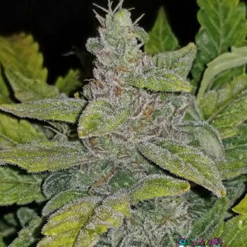 CBD Auto 1:1 (CBD Crack)