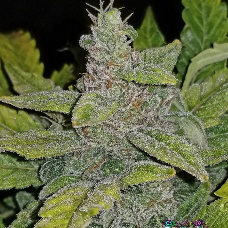 CBD Auto 1:1 (CBD Crack)