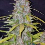 Californian Snow Auto