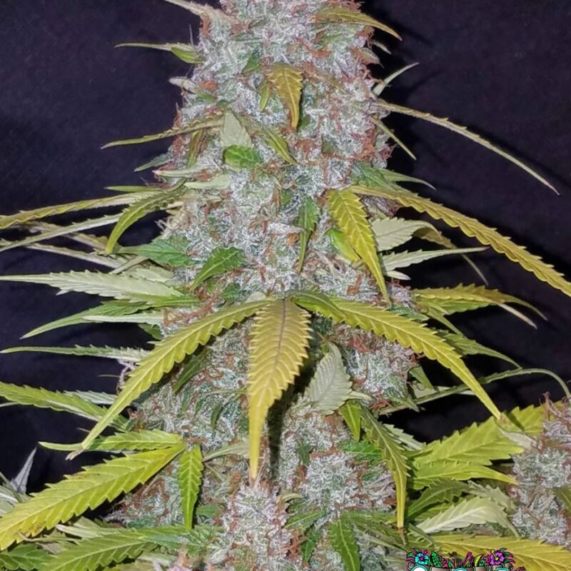 Californian Snow Auto