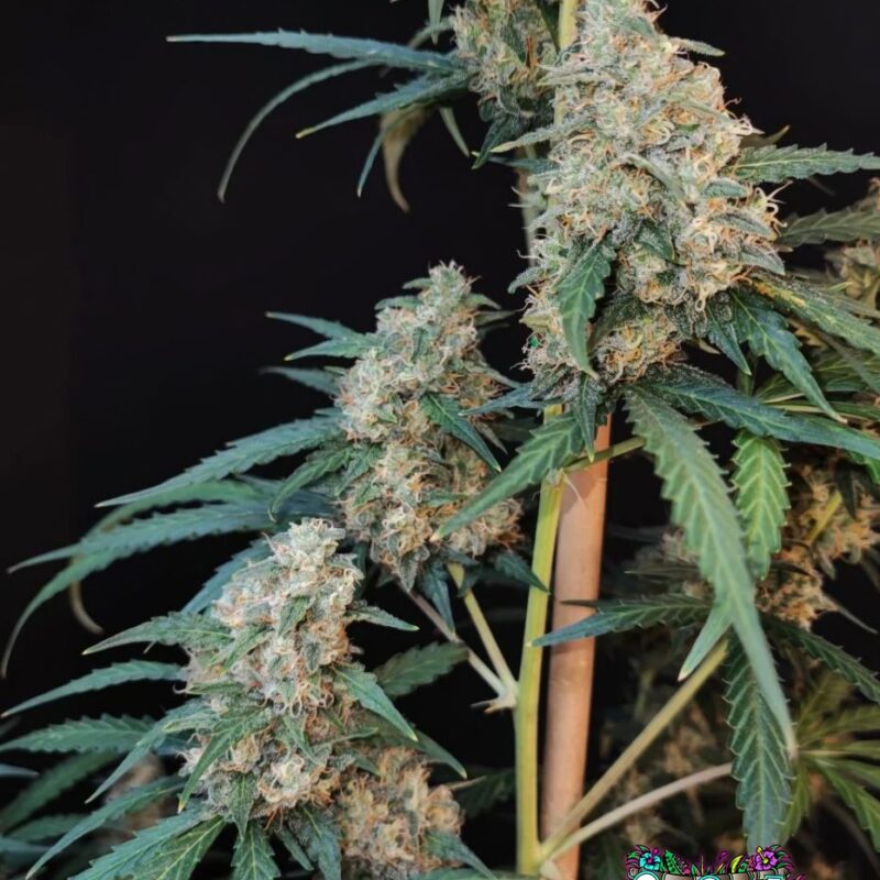 Cheese Auto