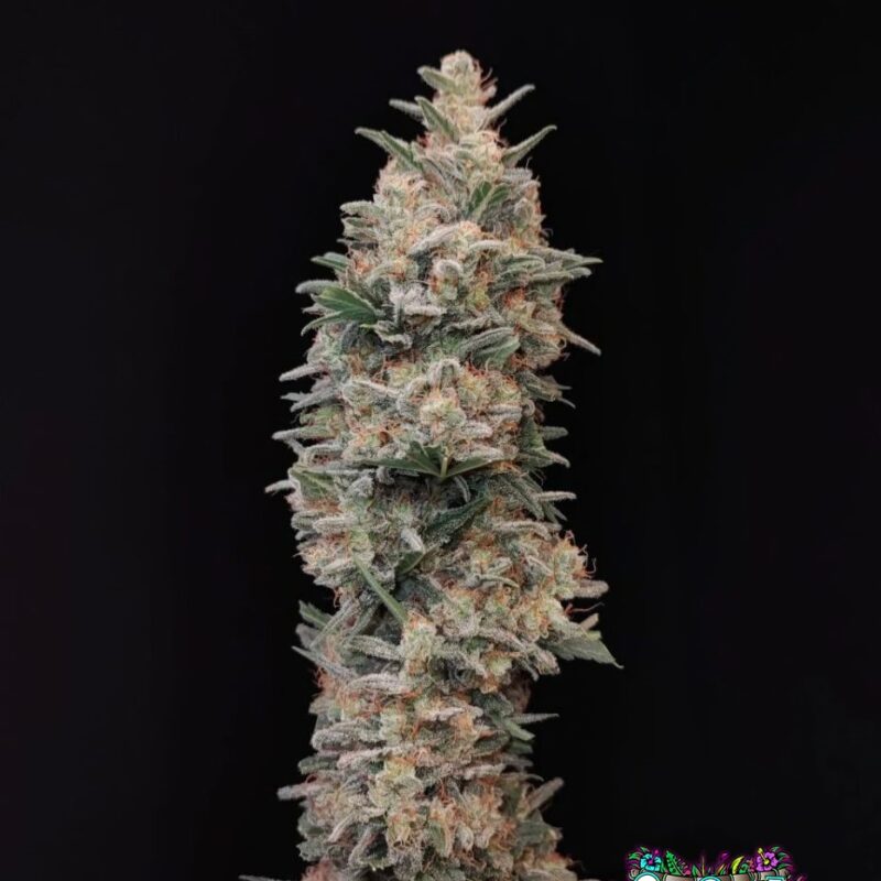 Chemdawg Auto