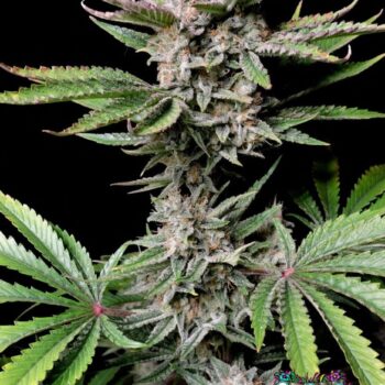 Cherry Cola Auto