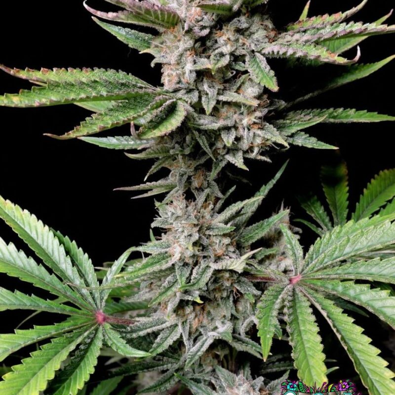 Cherry Cola Auto