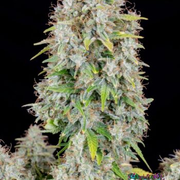 Cinderella Auto