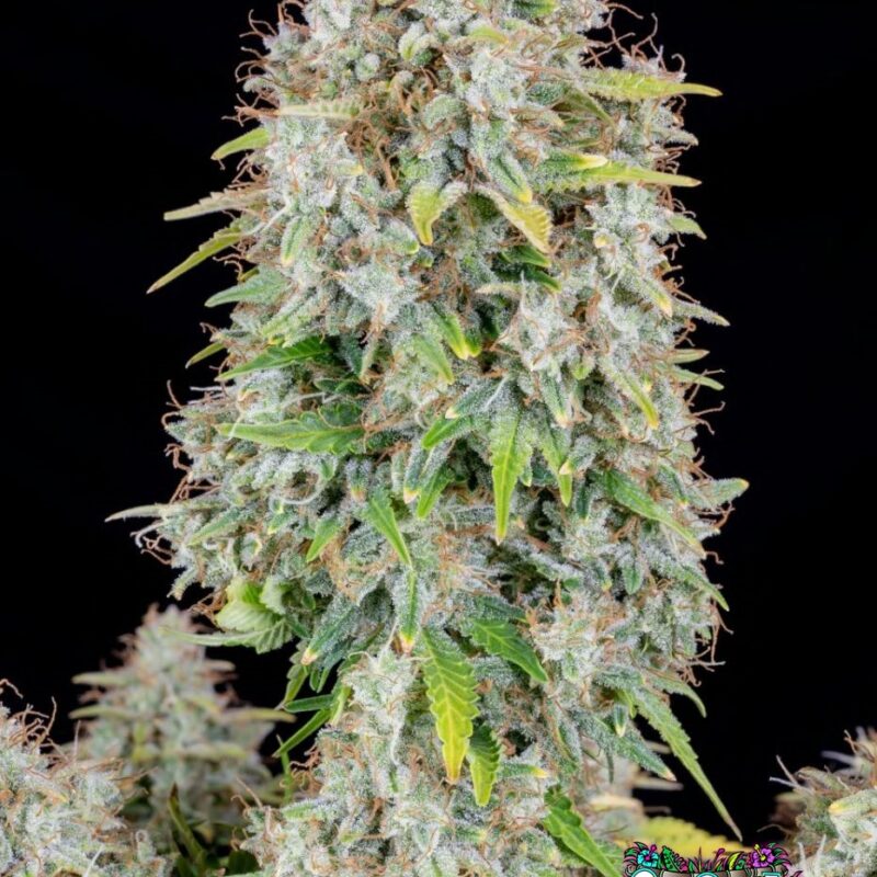 Cinderella Auto