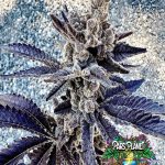 Cosmopolis Feminized Seeds