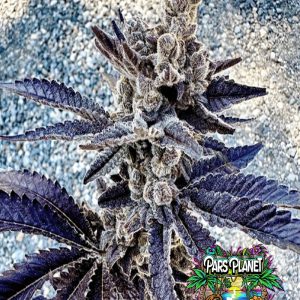 Cosmopolis Feminized Seeds