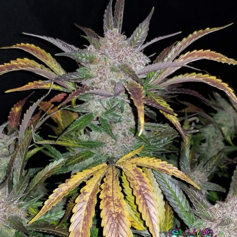 Cream Cookies Auto