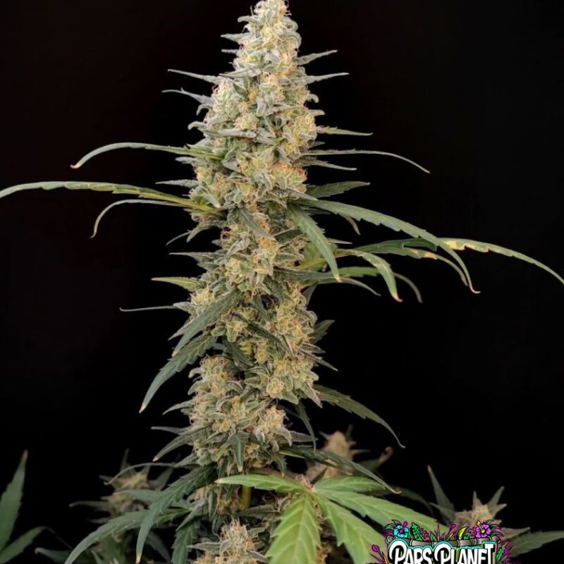 Critical Auto