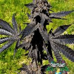 Event Horizon Feminized Seeds