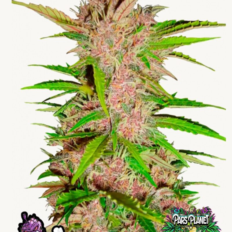 Fastberry Auto