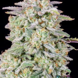 Forbidden Runtz Auto