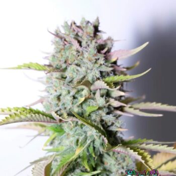 G14 Auto