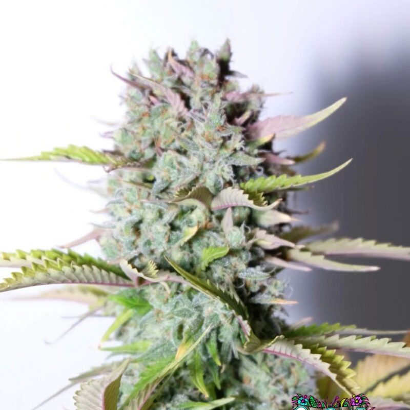 G14 Auto