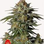 GG4 Sherbet FF Seeds by FastBuds