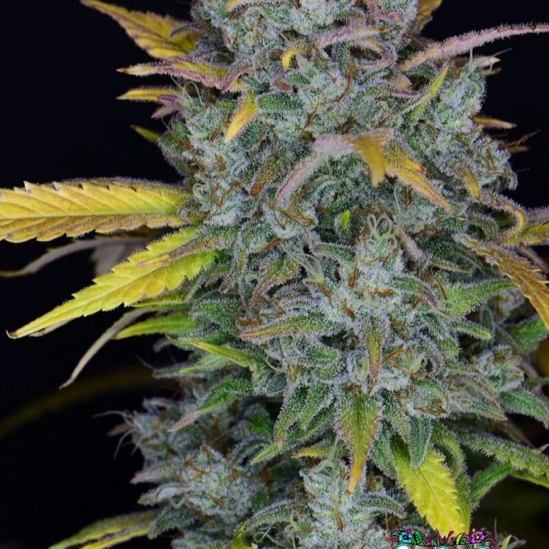 Gelato Auto