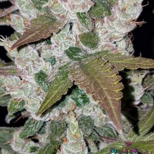 Girl Scout Cookies Auto