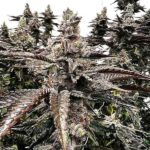 Goldust Feminized Seeds by Exotic Genetix - 6 Seeds