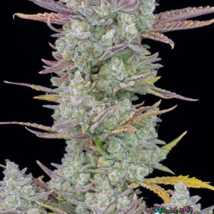 Gorilla Cookies Auto