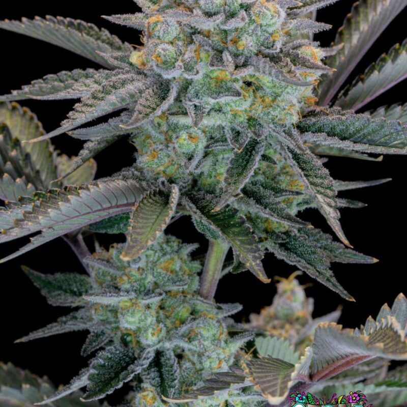 Gorilla Cookies FF