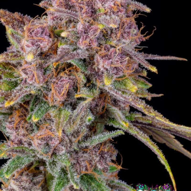 Gorilla Punch Auto