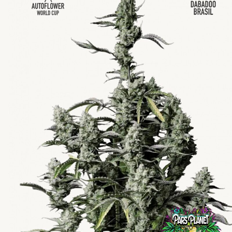 Gorilla Auto