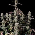 Gorilla Zkittlez Auto